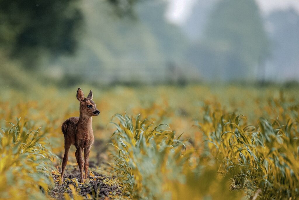 przyroda lacobel jelen